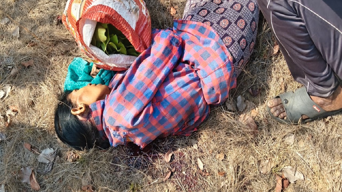 गोंदिया में तेंदुपत्ता चुनने गई महिला पर बाघ का हमला, 65 वर्षीय वृद्धा की मौत