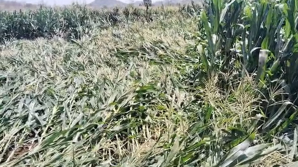 Gondia: बेमौसम बारिश से किसानों को भारी नुकसान, मक्के और फल-सब्जी की फसलें बर्बाद