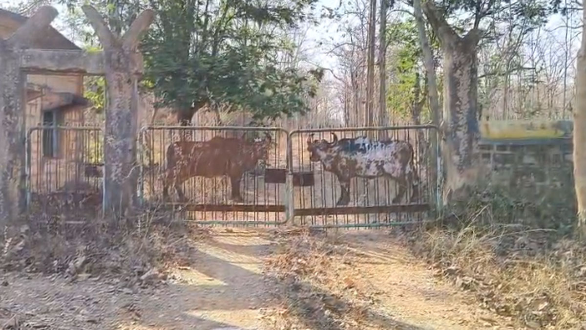 Gondia: 1 मई से मुरदोली गेट पर्यटकों के लिए होगा शुरू, सालभर खुला रहेगा; वन विभाग का निर्णय