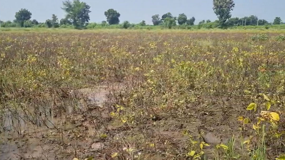 Amravati: विशेष राहत पॅकेज से जिले के आठ तहसील बाहर, केवल छह को मिलेगा लाभ