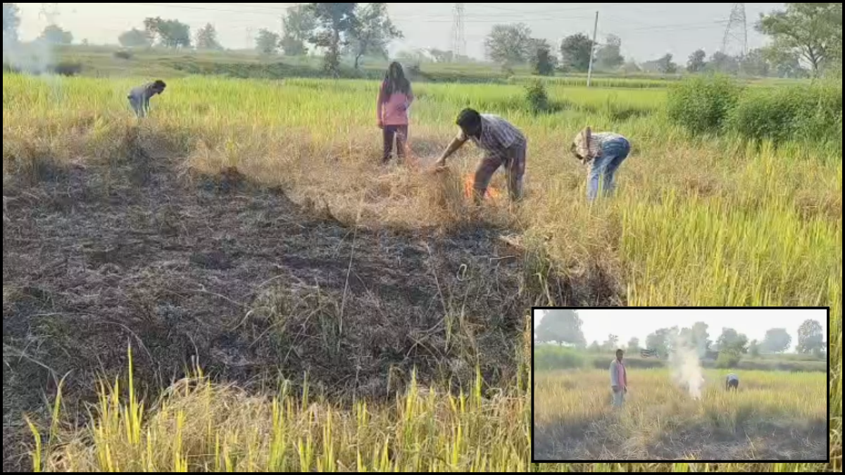 Bhandara: पानी की कमी के कारण धान की फसल बर्बाद! हताश किसान ने खड़ी फसल में लगाई आग
